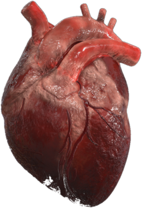 Realistic 3D render of a human heart